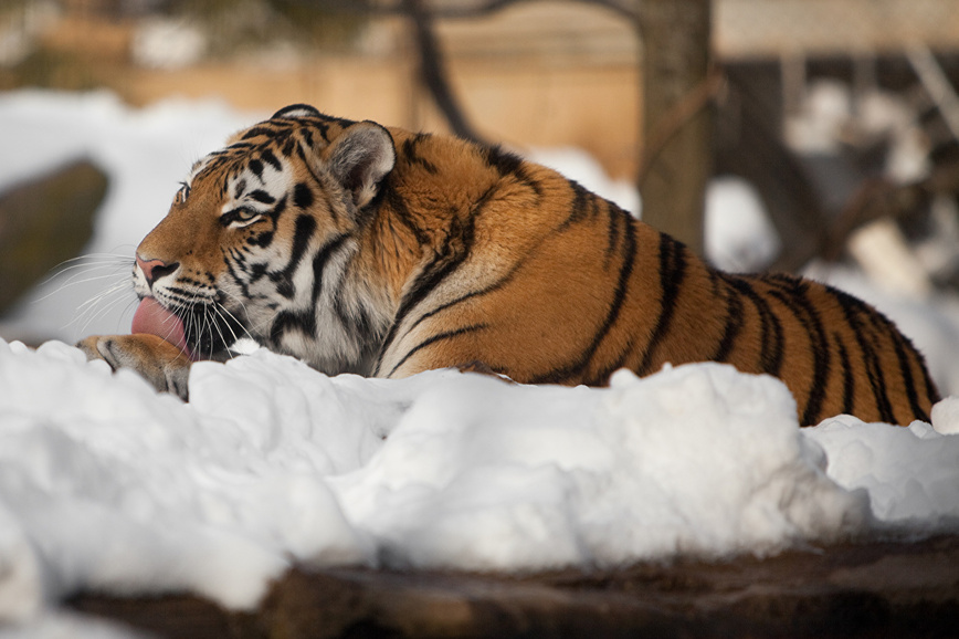 Изображение Фото: 1zoom.ru