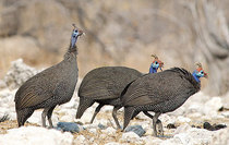 Гуси реки Лимпопо