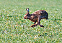 Заяц-русак:  восстановить численность