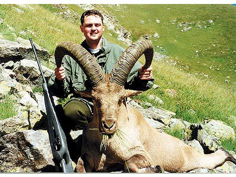 Рога взрослого самца кавказского тура не оставят равнодушным любого охотника за трофеями.