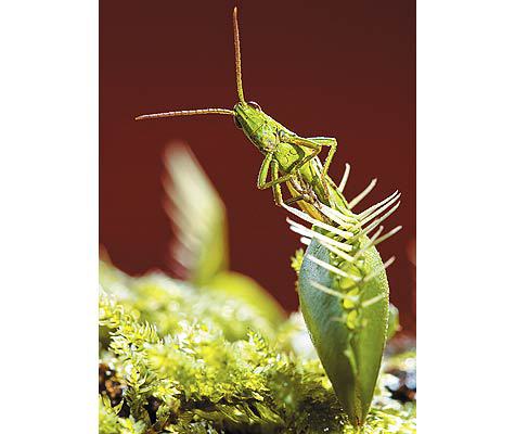 Автор фото: FOTOLIA Автор фото: FOTOLIA
