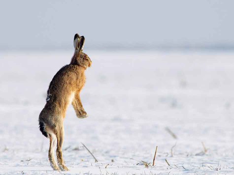 За́яц-руса́к (лат. Lepus europaeus) — млекопитающее рода зайцев отряда зайцеобразных. Относится к крупным зайцам: длина тела 57—68 см; масса 4—6 кг, редко — до 7 кг. Самые крупные особи встречаются на севере и северо-востоке ареала. За́яц-руса́к (лат. Lepus europaeus) — млекопитающее рода зайцев отряда зайцеобразных. Относится к крупным зайцам: длина тела 57—68 см; масса 4—6 кг, редко — до 7 кг. Самые крупные особи встречаются на севере и северо-востоке ареала.