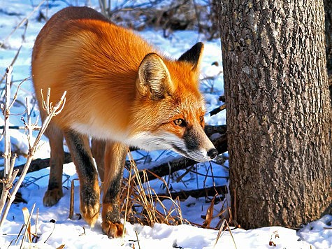фото: Fotolia.com фото: Fotolia.com