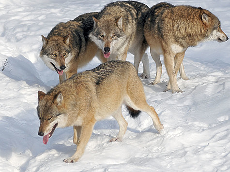Волки принадлежат к социальным животным, они образуют стаи. Количество животных в стае в России находится в прямой зависимости от географического региона. ФОТО 19STEFAN97 ND/FLICKR.COM (CC BY-ND 2.0), SHUTTERSTOCK.COM 