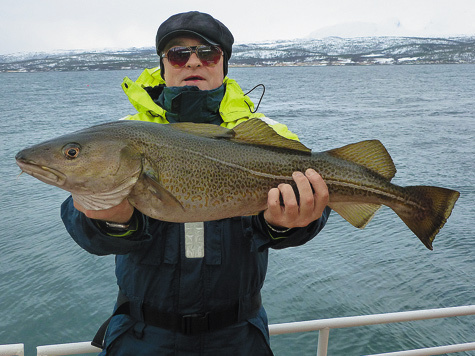 Представители семейства тресковых в северных водах Норвегии особенно впечатляют. Рекордный вес трески, пойманной в Северной Норвегии, превысил 40 кг.