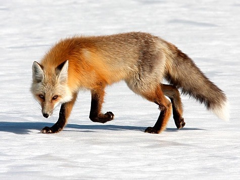 Известно, что зимою лисы, подобно прочим собачьим, охотно поедают трупы своих сородичей. Фото: Fotolia.com