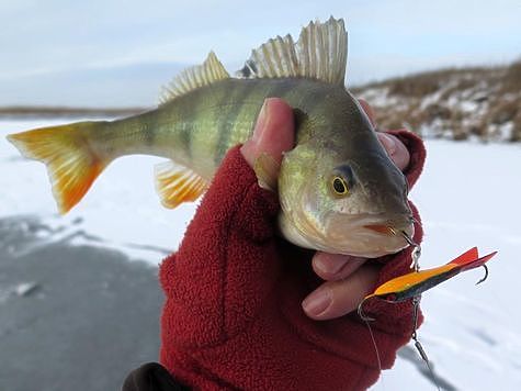 Первая рыбалка со льда