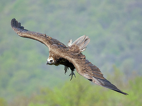 Десяти-килограммовому грифу достаточно двух-трех взмахов крыльями, чтобы взлететь. Фото автора