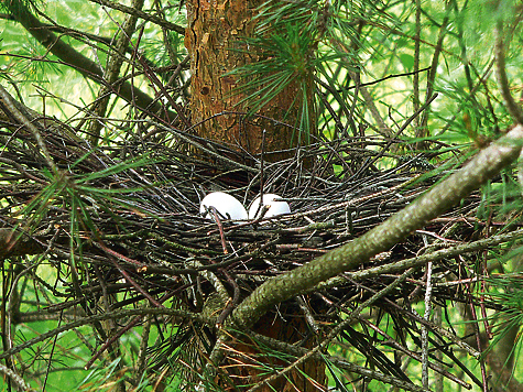 Вяхирь моногамен. Самец и самка образуют пару и вместе выращивают голубят. В кладке всего два яйца, но птицы могут сделать две кладки за сезон.