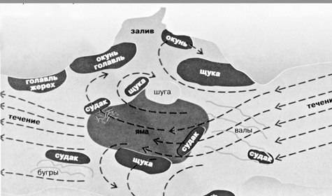           Рисунок автора
Рис.5 Возможная схема распределения хищников исходя из особенностей речного дна и характера течения.
          