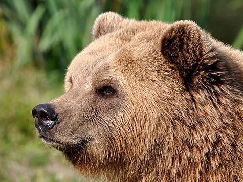 Поведение медведя при встрече с человеком