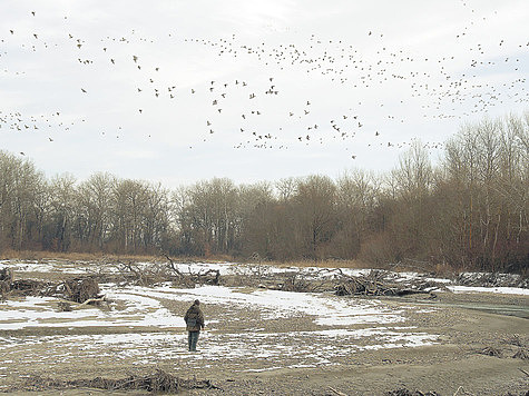 Кряквы на реке Череке (Кабардино-Балкария). Фото автора. 