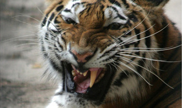 Владивосток отметил День тигра карнавальным шествием  - фото 4