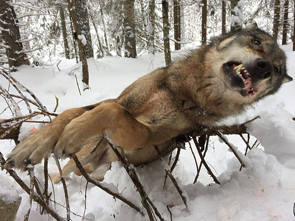 Охота на волков