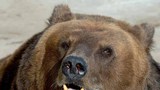 Медведь растерзал посетителя зоопарка