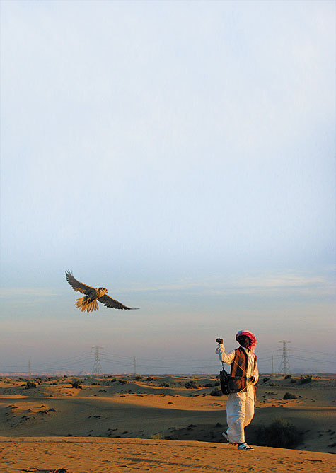 Изображение Теперь на все охоты шейх брал Карата. Гости восхищались преданностью балобана, его отвагой и удачливостью, но особенно его редчайшей, сверкающей окраской. фото: Владимир Супруненко 