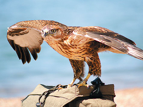 Изображение фото: Shutterstock 