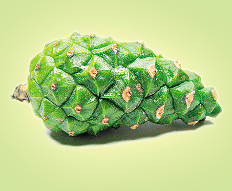 Изображение Сорок пять дней шишка будет выпускать из полутора­годичного плена семена. А семена зовут ветер помочь унести себя как можно дальше, и они верят, что в местах их падения вырастут новые сосновые боры. 