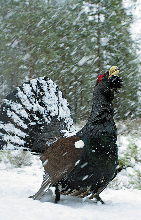 Изображение Фото: WATER VOLE 