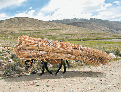 Изображение Забавно видеть, как нагруженный срезанным тростником ишак сам выглядит как большой дикобраз. Фото: SHUTTERSTOCK 