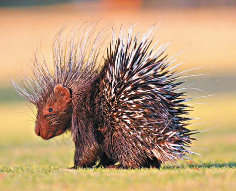 Изображение Слухи о ядовитости игл дикобраза не более чем легенда. Но из-за множества бактерий на них, раны от его игл очень болезненны и заживают с трудом. Фото: SHUTTERSTOCK 
