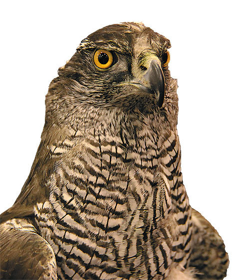 Изображение Ястреб-тетеревятник — одна из лучших ловчих птиц, однако она уступает соколу по вертуозности охоты и стремительности в преследовании жертвы. 