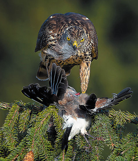 Изображение фото: Shutterstock 