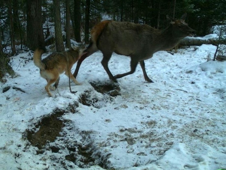 Изображение В Коми за январь добыто 46 волков