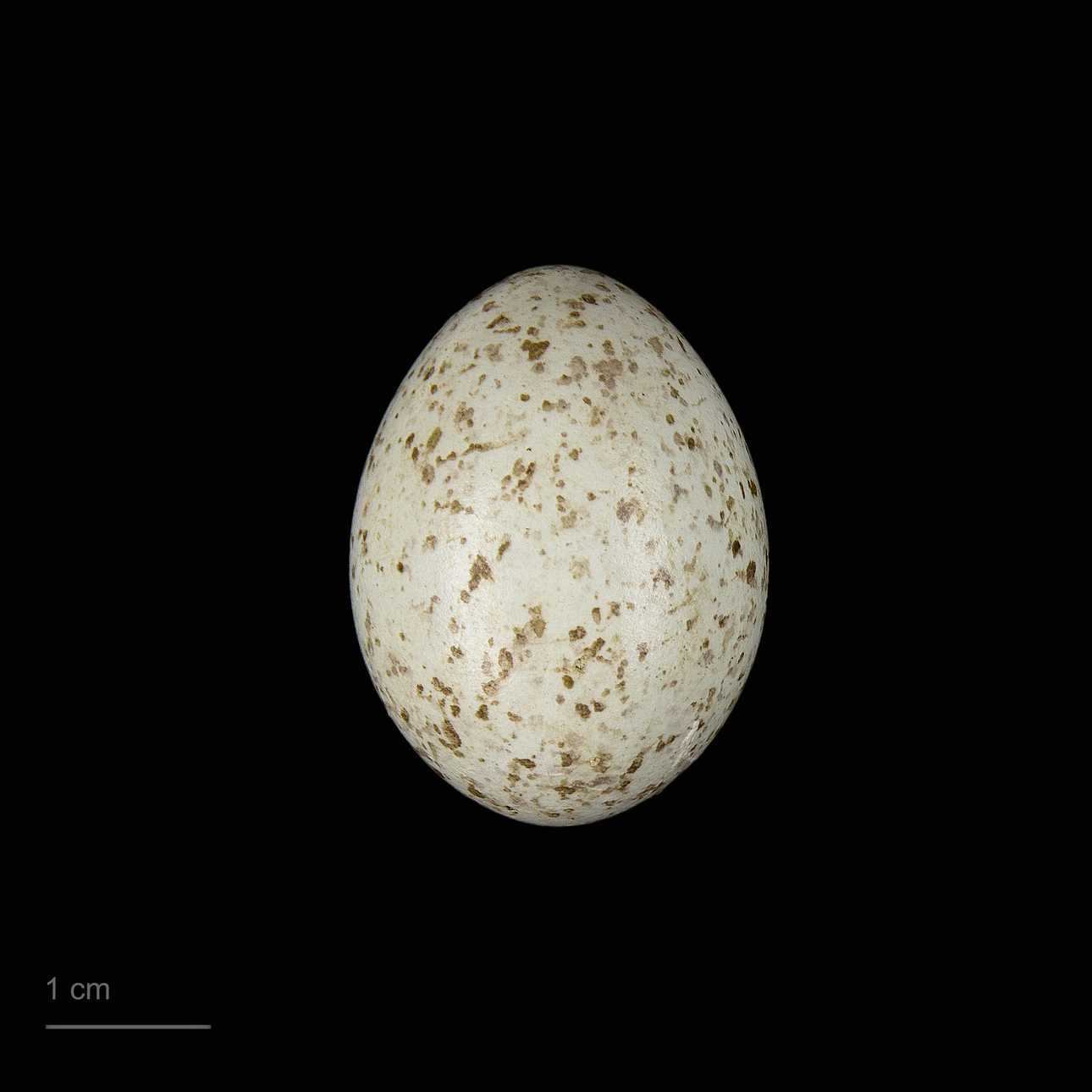 Изображение CC BY-SA 4.0