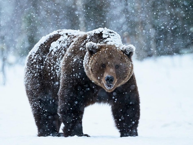 Изображение Алтайский край откроет охоту на медведей на два месяца