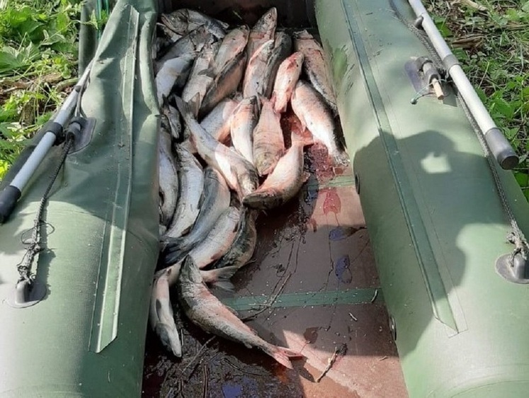 Изображение Магаданские лососевые браконьеры наловили на миллион