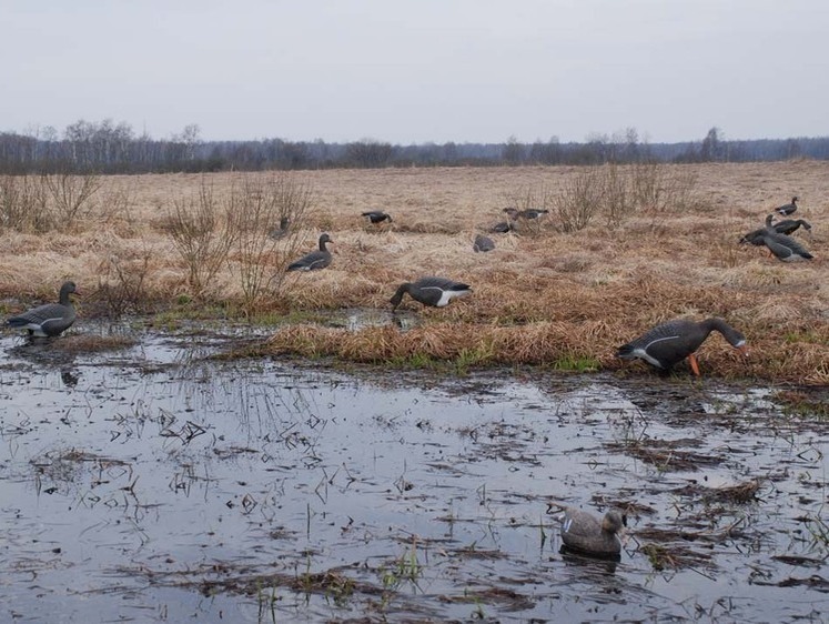 Изображение Беларусь открыла сезон весенней охоты 2023 года