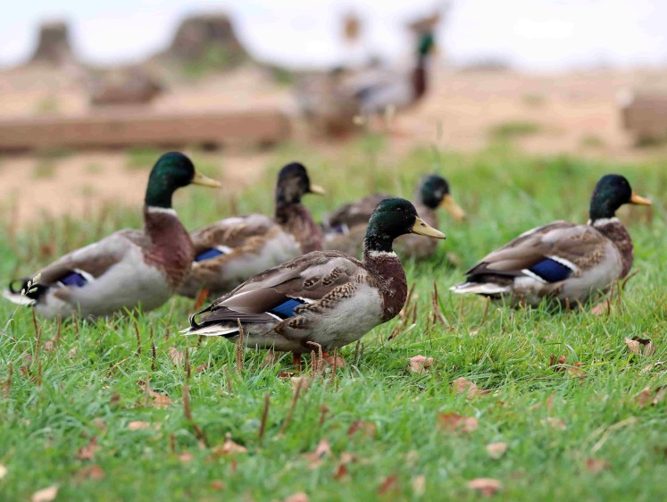 В Саратовской области открылся сезон охоты: птицы и даты
