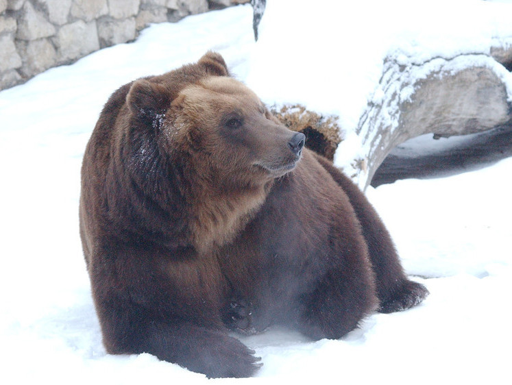Изображение Бурый медведь и трихинеллез: жители Мурманской области начали охоту