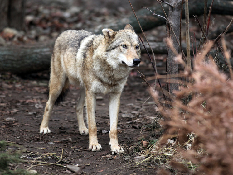 Изображение Расплодились: Новгородская область удвоила гонорары за добычу волков