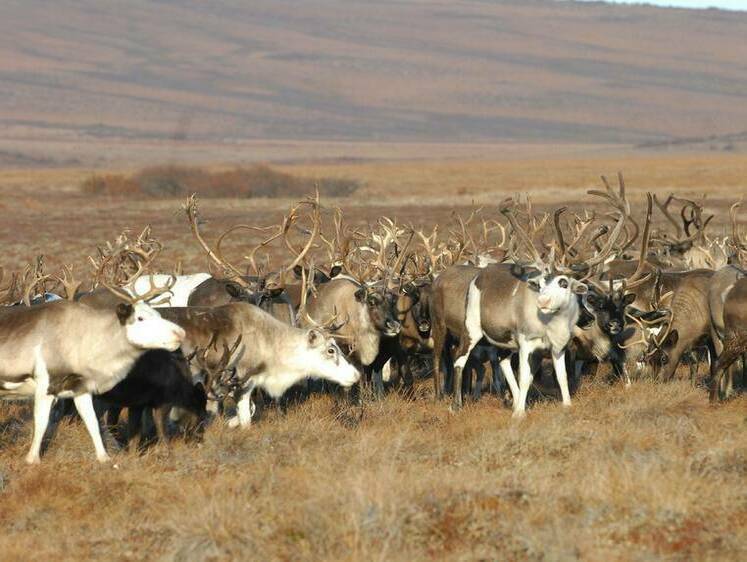 Изображение Изменение климата: Северные олени тихо переселяются в Эвенкию