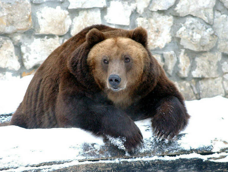 Изображение Сибирские медведи продлили себе спячку до апреля
