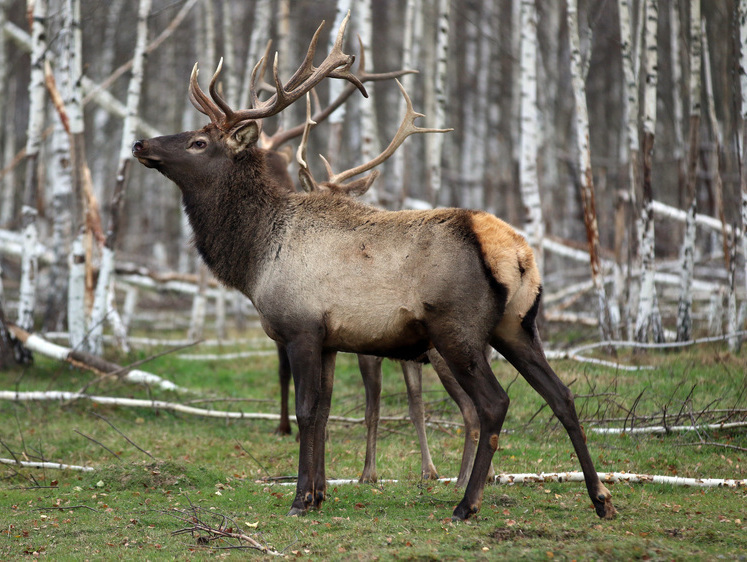 Изображение В лесах Красноярского края браконьеры убили благородного марала