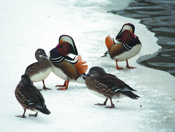 Изображение В Москве отмечено рекордное число зимующих водоплавающих птиц