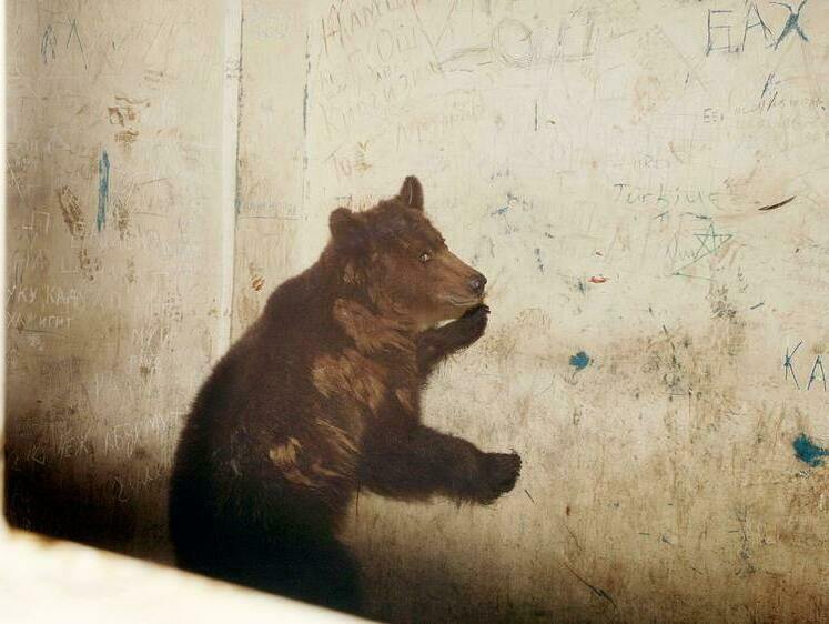 Изображение С добрым утром: На Курилах проснувшийся медведь испортил калитку