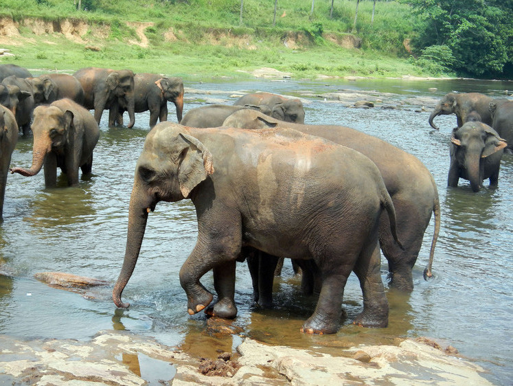 Изображение В Индии стадо бешеных слонов растоптало девять человек