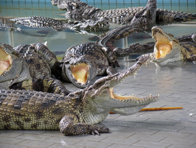 Изображение В ЮАР крокодил-каннибал на глазах у людей сожрал другого крокодила