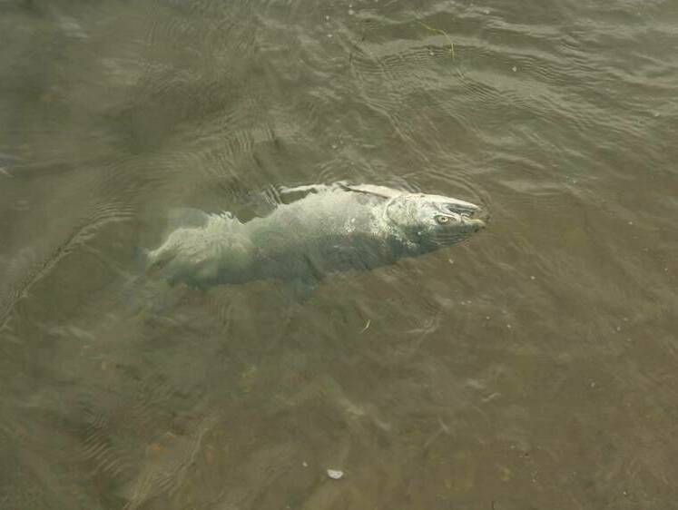 Изображение На озере Светлояр тысячами штук всплывает мертвая рыба