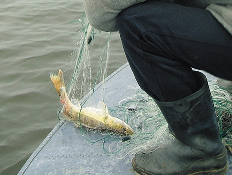 Изображение Волго-Каспийская рыбоохрана охотится за сетями