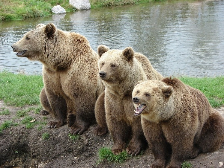 Изображение Расстрел медведицы с медвежатами в берлоге: варвары получили сроки