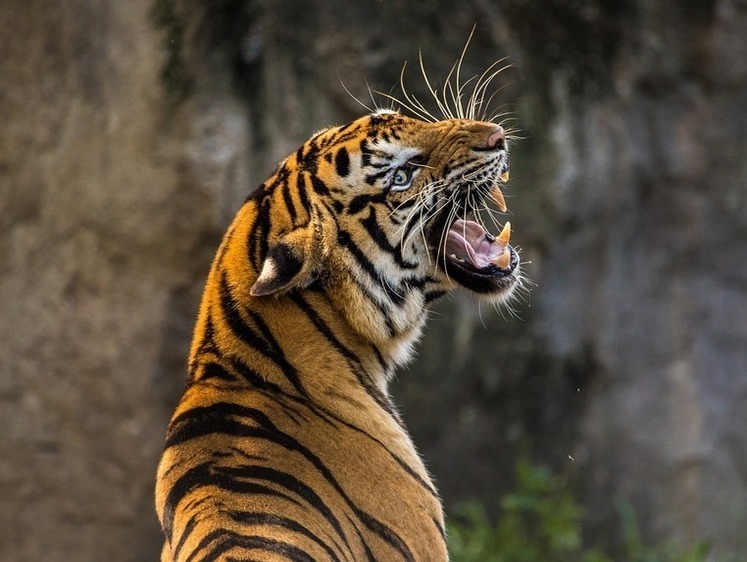 Изображение Напавшего на тракториста истощенного тигра отловили для реабилитации