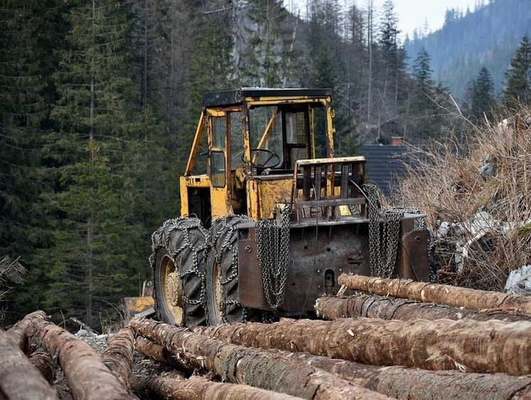 Изображение Наломал дров: в Удмуртии задержан «черный лесоруб» со своей свитой