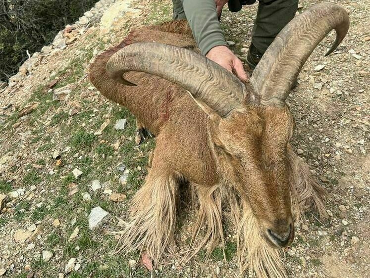 Изображение Знаменитый российский охотник добыл в Марокко барана и секача
