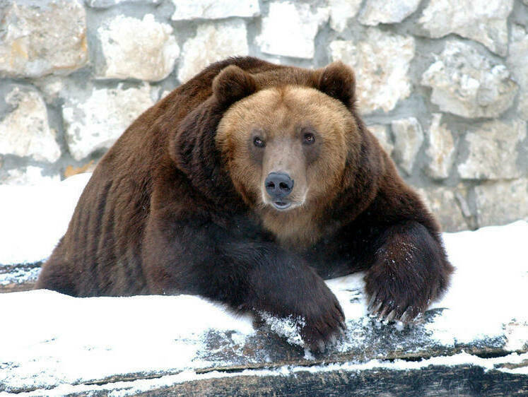 Изображение Как себя вести при встрече: под Петербургом проснулись медведи