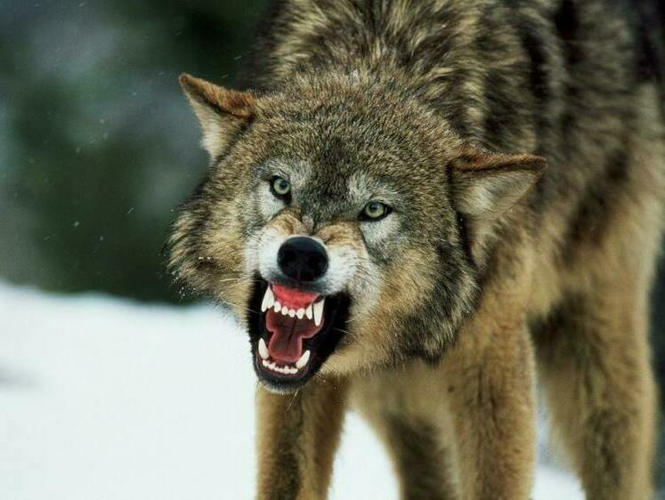 Волчий террор: под Архангельском волки перегрызли хозяйских собак